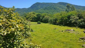 Un campo verde exuberante con una montaña al fondo.