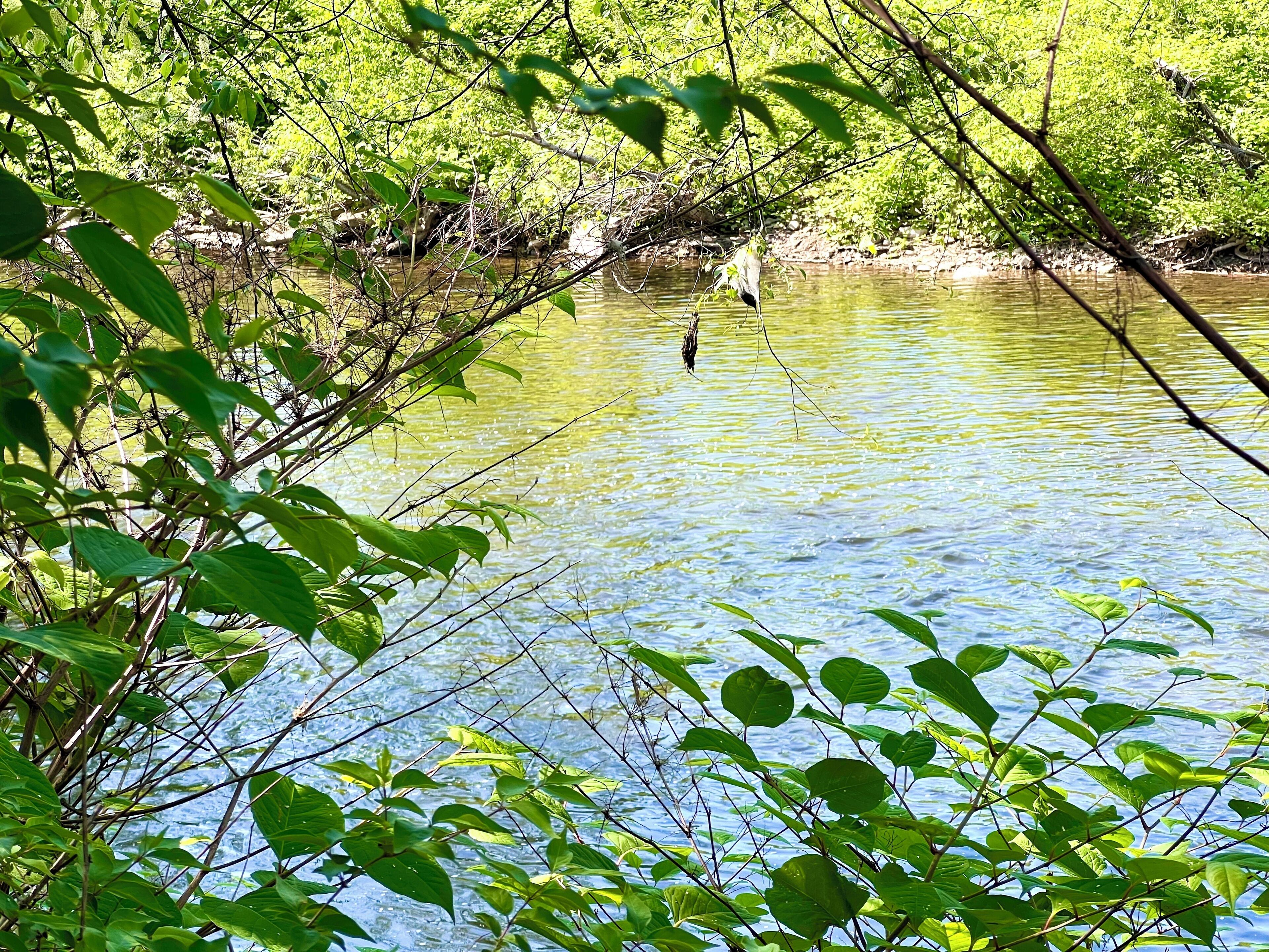 Een rivier omringd door weelderige begroeiing.