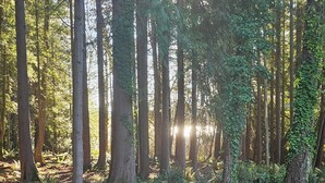 Une forêt avec de grands arbres et une clairière où sont disposées des chaises rouges.