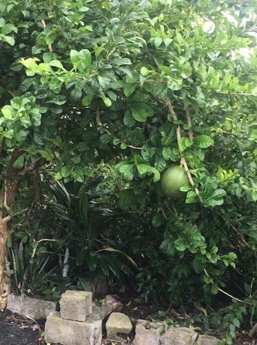 Appartement à louer pendant les JO