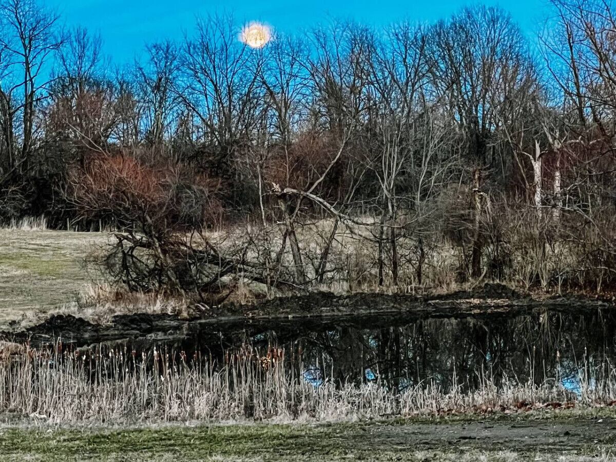 Un paysage naturel comprenant une étendue d’eau, des arbres et un arbre abattu.