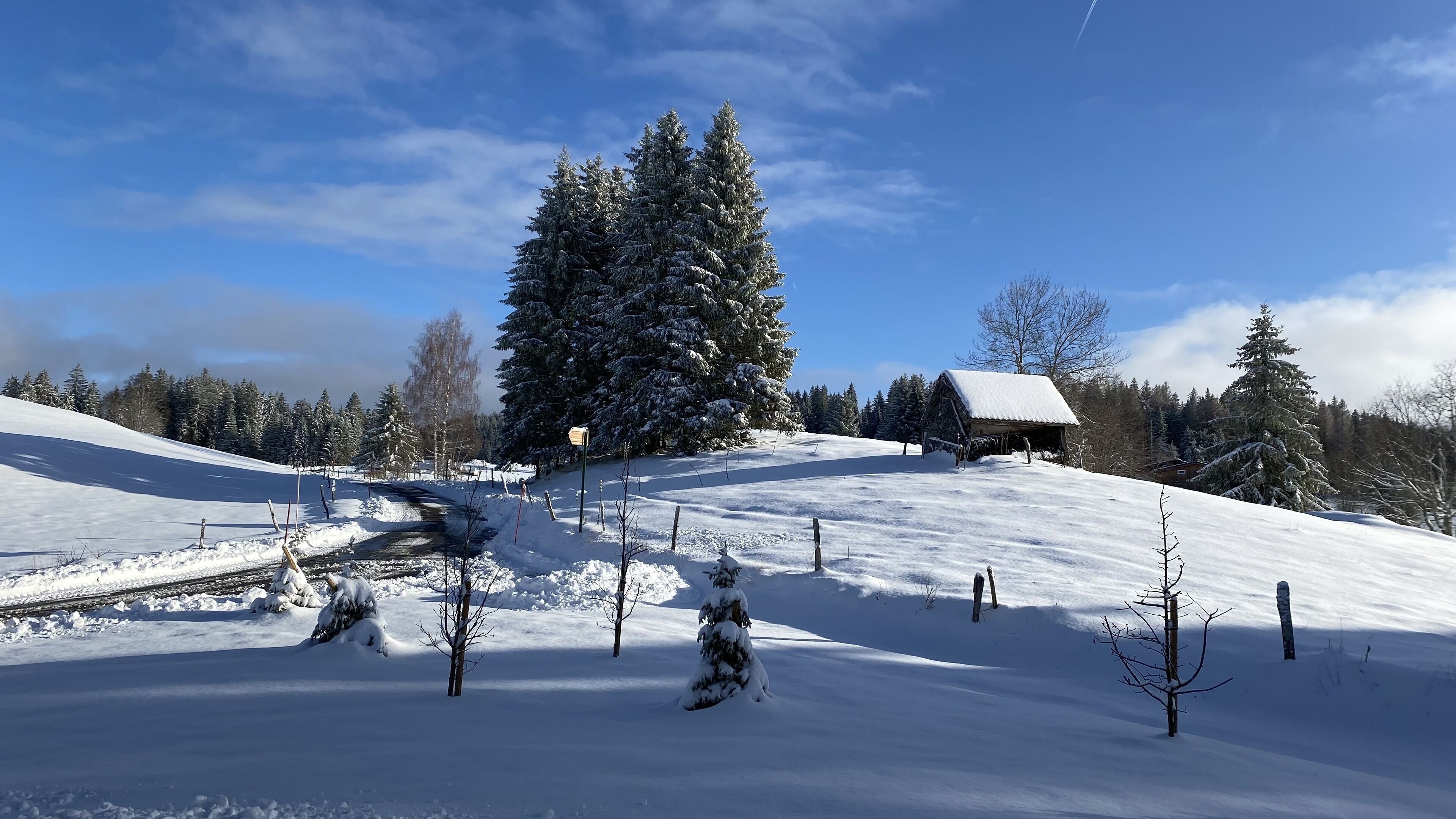 Un paysage enneigé avec une cabane en bois et un grand arbre à feuilles persistantes.