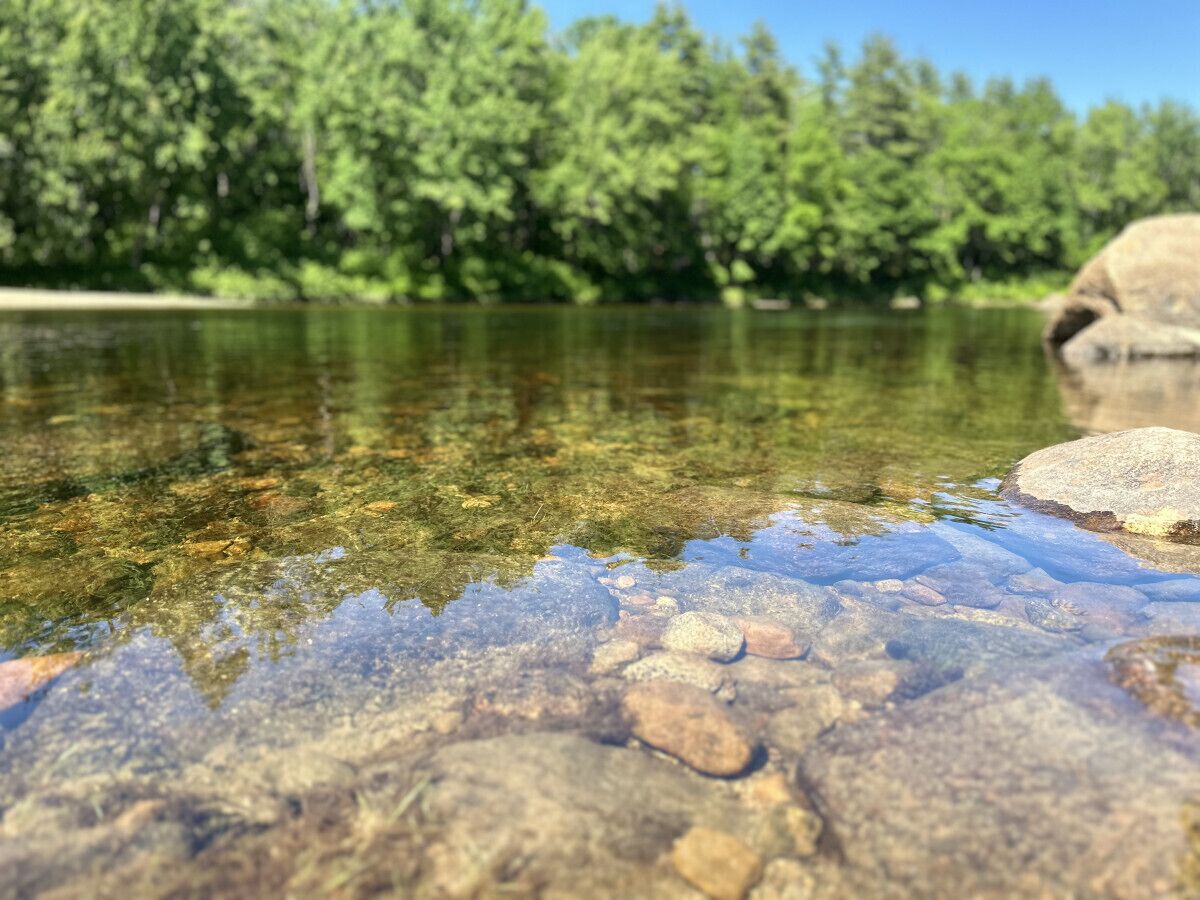 Una vista despejada de un río con rocas visibles y un bosque al fondo.