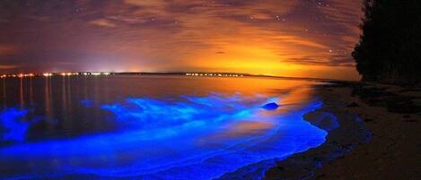 Escena nocturna en la playa con cielo estrellado y reflejos de luces en el agua.