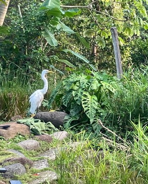 Piscina a l'aire lliure 