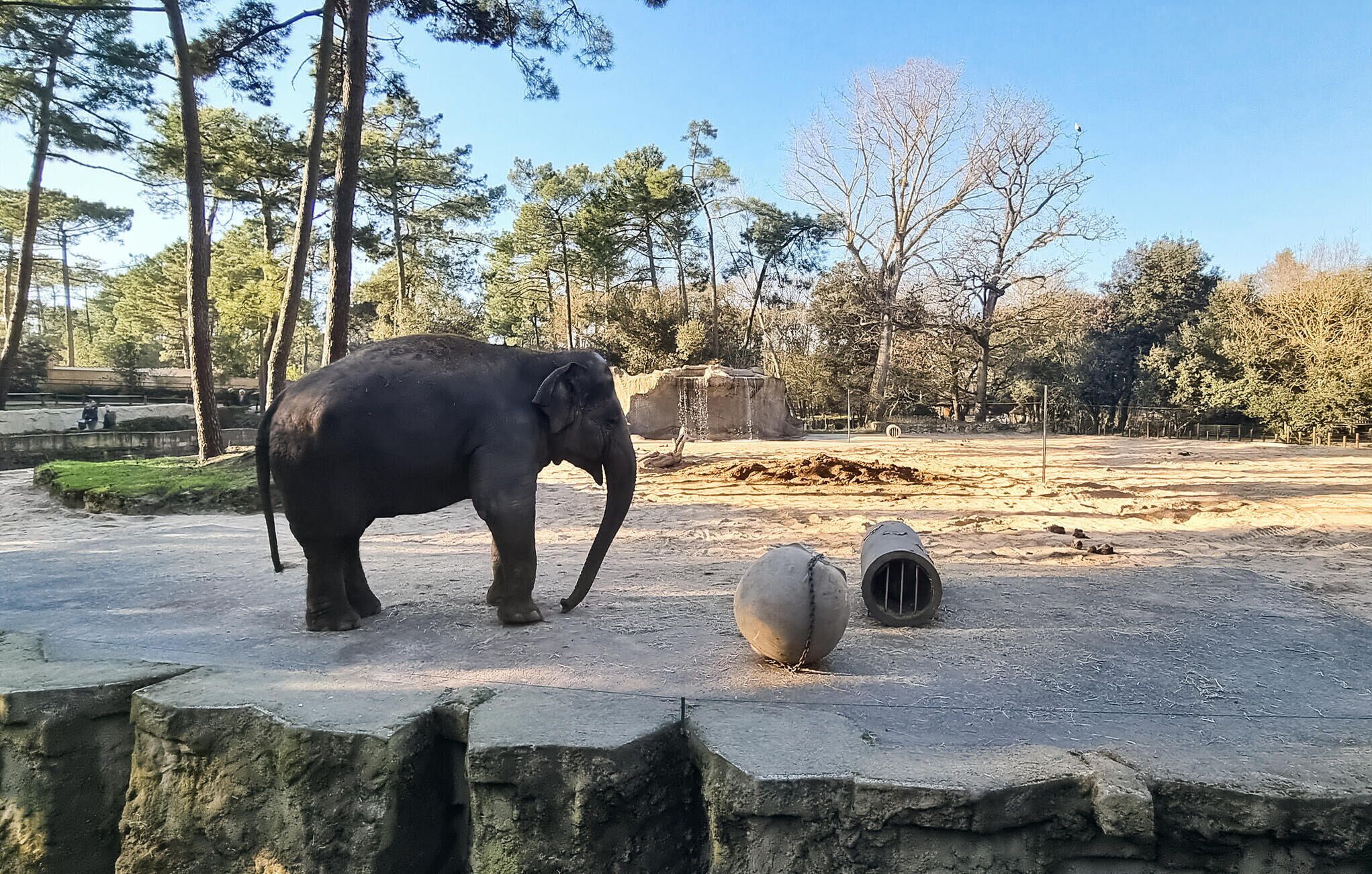 An elephant in a zoo enclosure with trees and a small waterfall in the background.