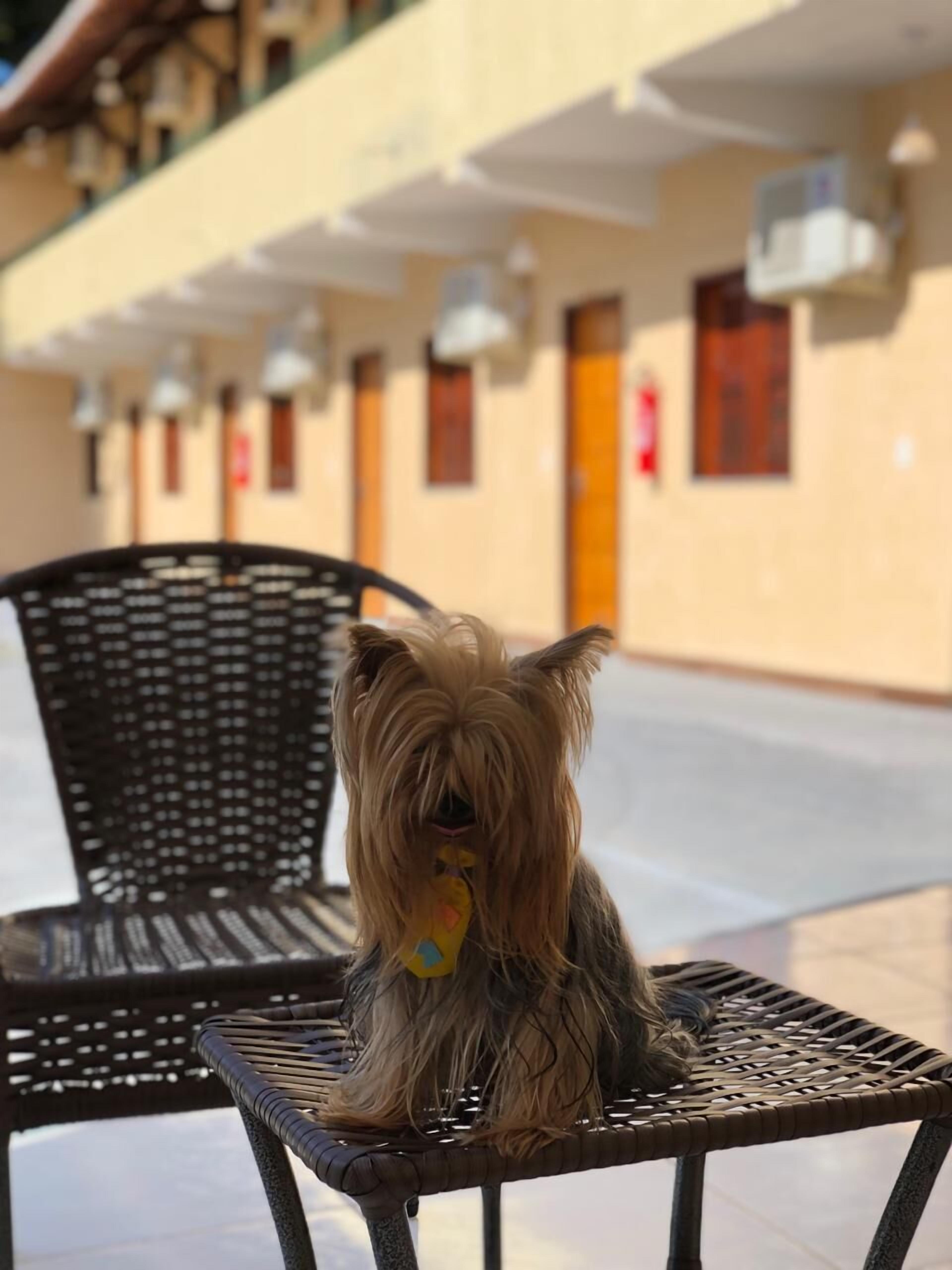 Ein kleiner Hund sitzt auf einem Stuhl in einem Außenbereich, im Hintergrund ein Gebäude.