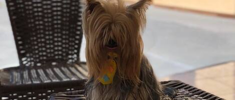 A small dog sitting on a chair in an outdoor area with a building in the background.