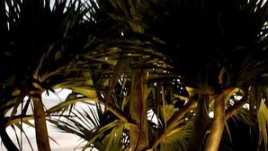 Un grand palmier à tronc épais et aux nombreuses branches, entouré d’une pelouse bien entretenue et d’une zone pavée.
