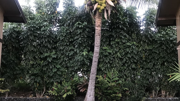 Un jardín bien cuidado con una palmera, un muro de piedra y una zona de estar al aire libre.