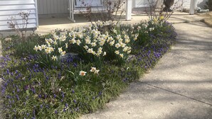 Un petit jardin devant la maison, avec un banc blanc, un pot de fleurs et différentes variétés de fleurs, notamment des jonquilles et des fleurs violettes.