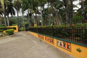 Stroll along the paved walkway surrounded by lush greenery and tall palm trees.