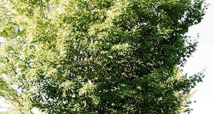 The Old Homestead - Gorgeous backyard w Pizza Oven