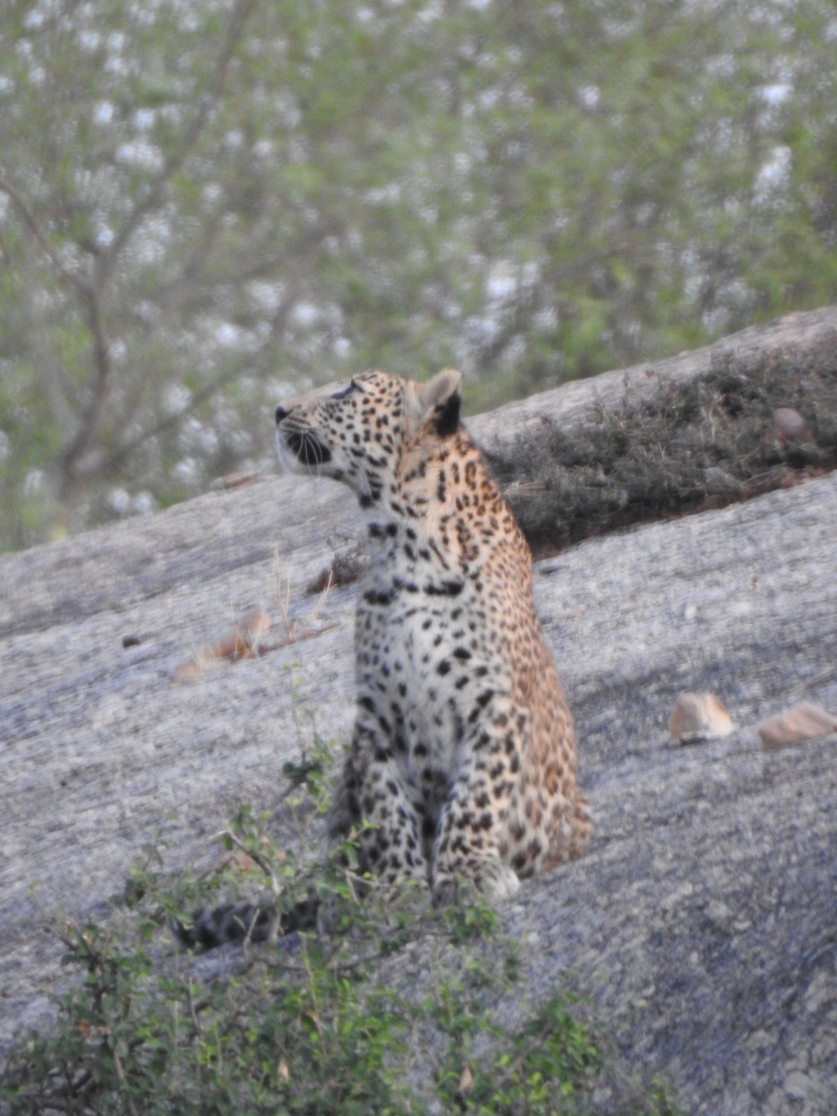 A leopard sitting on a log in a natural setting.