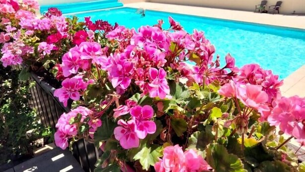 A swimming pool surrounded by pink flowers. - Grand Studio à Quelques pas de la Plage et des Activities de Loisirs (GUIDEL)