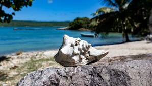 A seashell on a rock with a beach and ocean in the background.
