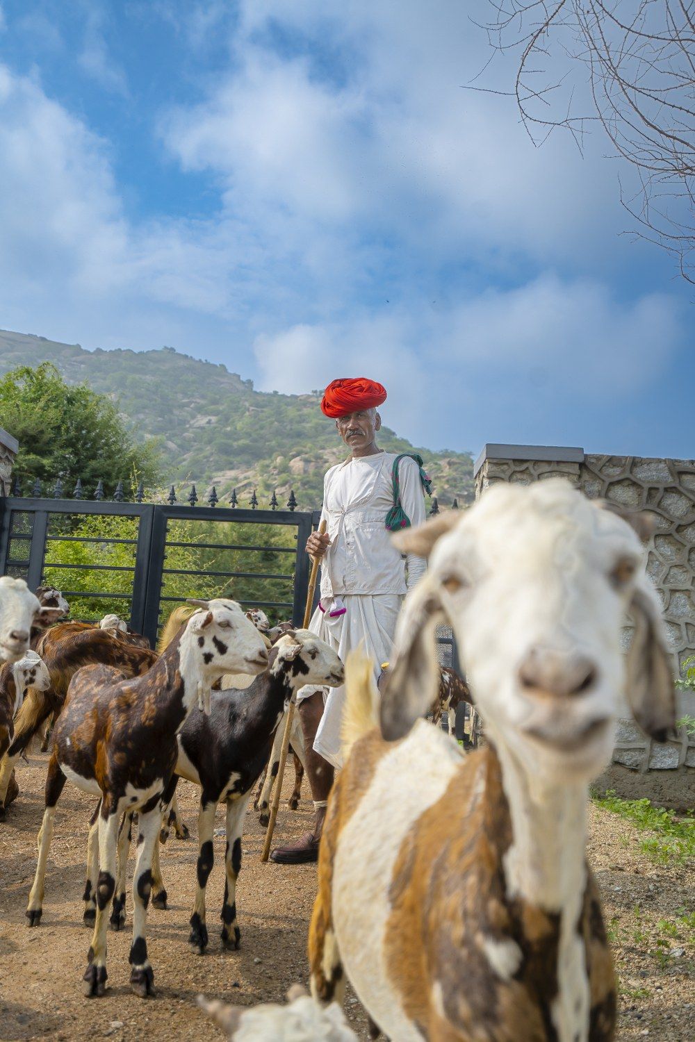 A man in traditional attire leading a herd of goats.