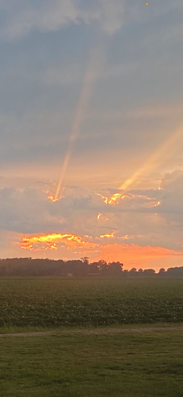 A field with a sunset in the background.