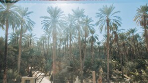 A view of tall palm trees and a brick structure, likely a building or kiosk, in a natural setting. - DAR EBBA  (Degache)