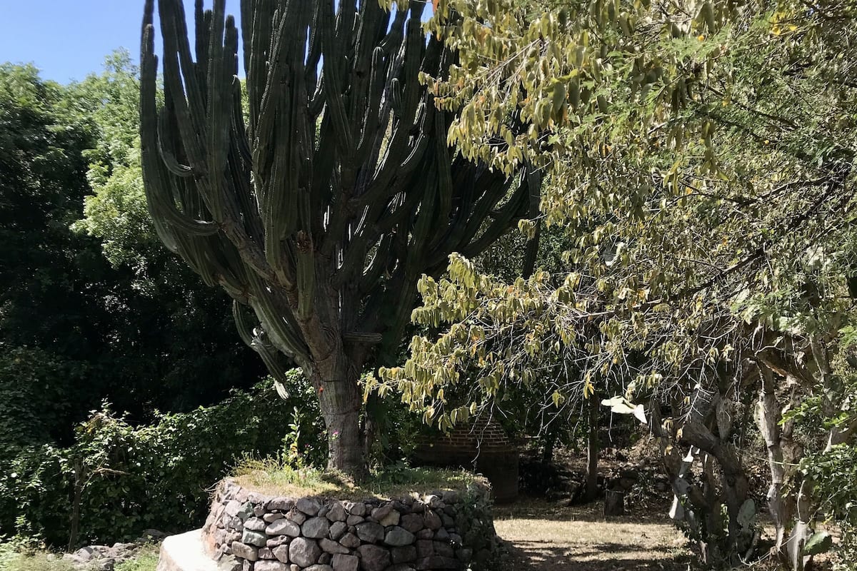 A garden with a large cactus, a stone wall, and a fire pit.