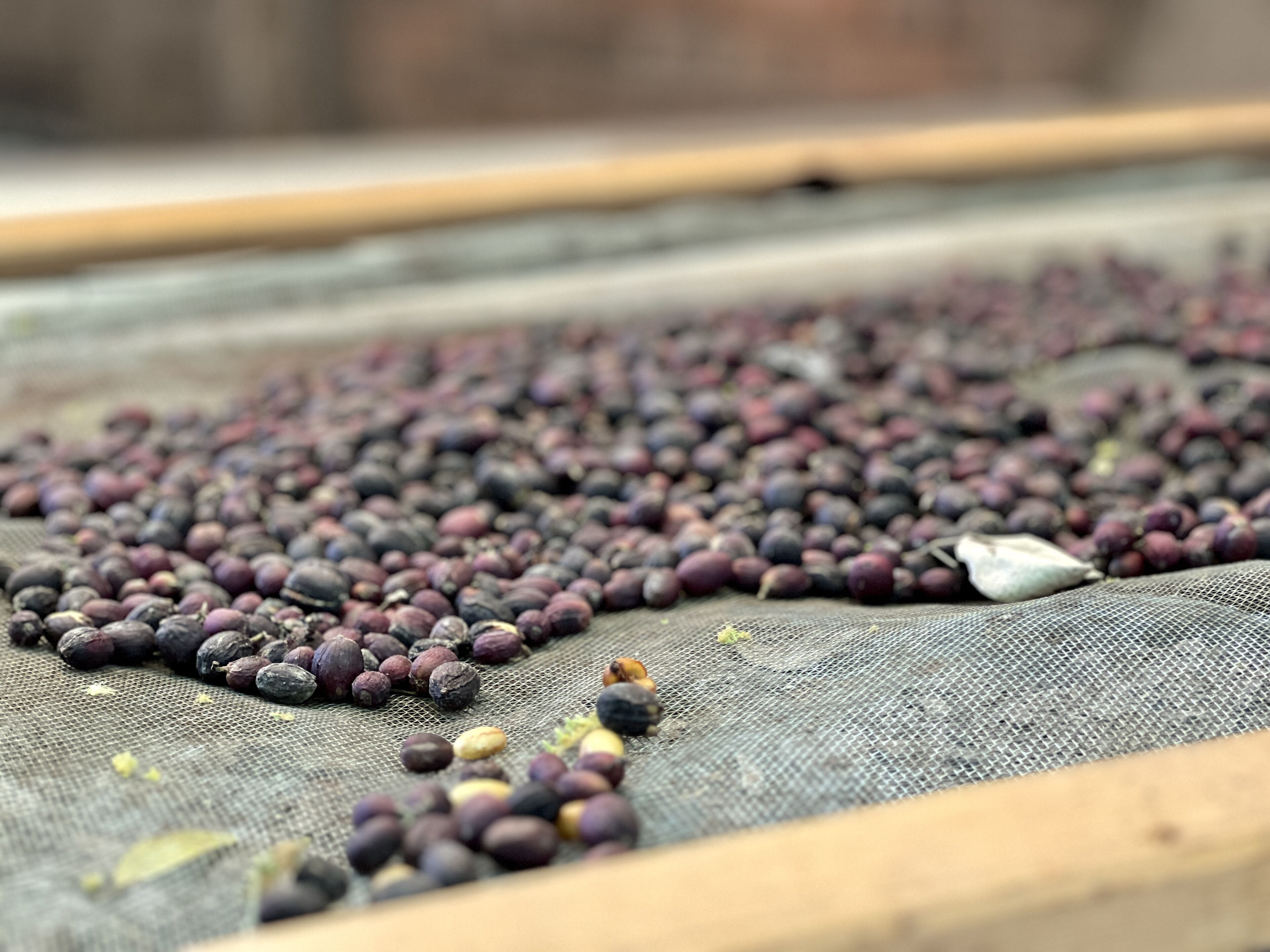 A close-up of dried fruits on a mesh surface.