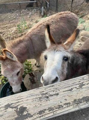 Miscellaneous - Relaxing views, next door to the trail. Views, Sauna, jacuzzi, pool & donkeys. (Oak View)