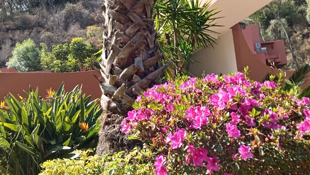 A landscaped area with a palm tree, pink flowers, and a building with a sign that reads "punta". - HOTEL PUNTA GALERIA (Morelia)
