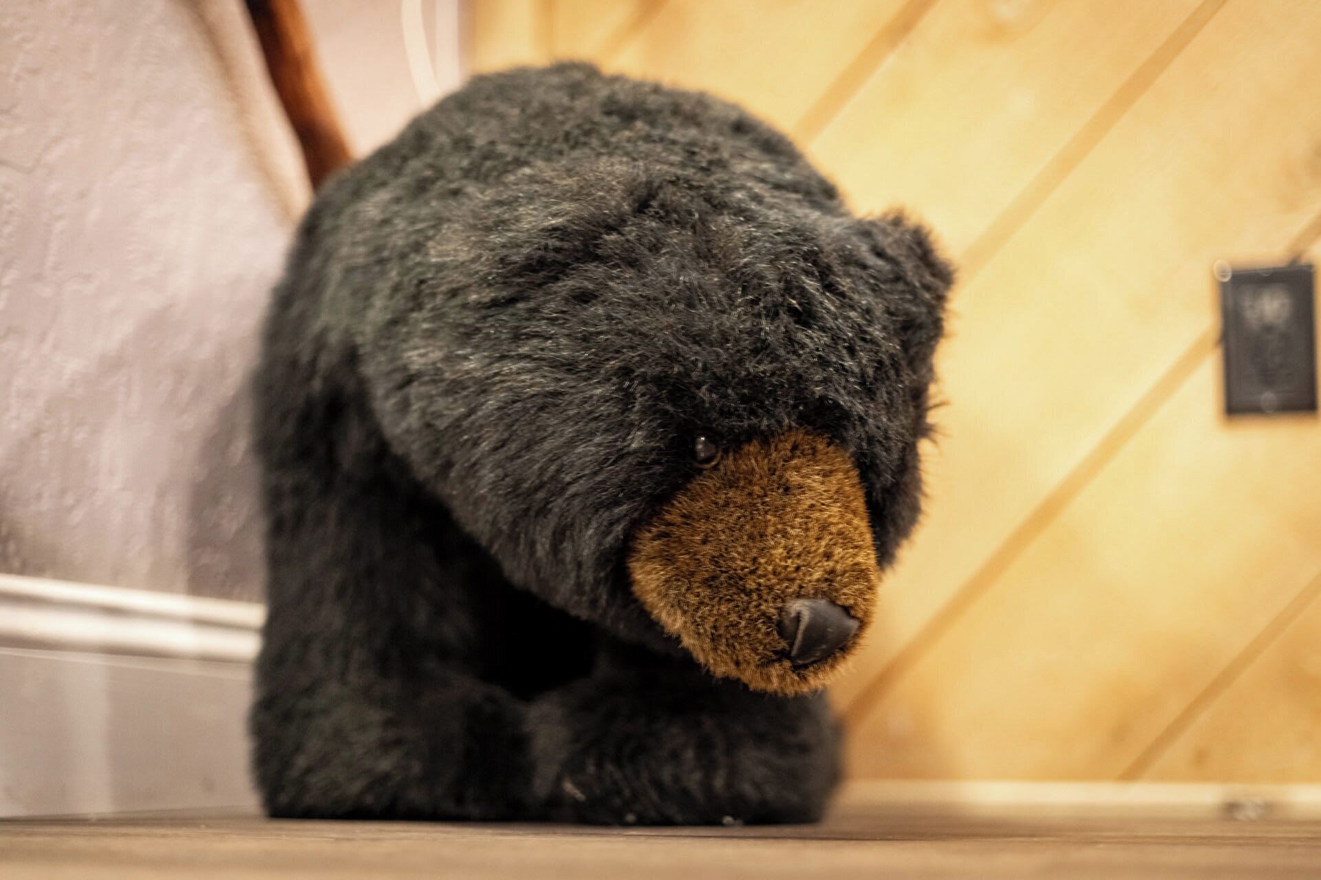 A plush toy bear in a room with wooden walls and a white door.