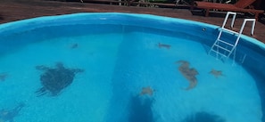 Exterior - Hostel Caribbean Beach (Bocas del Toro)