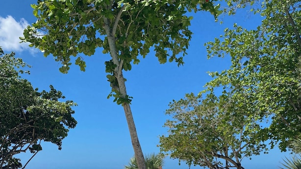 Une piscine d’eau cristalline, bordée d’une plage de sable fin, avec des arbres en arrière-plan.