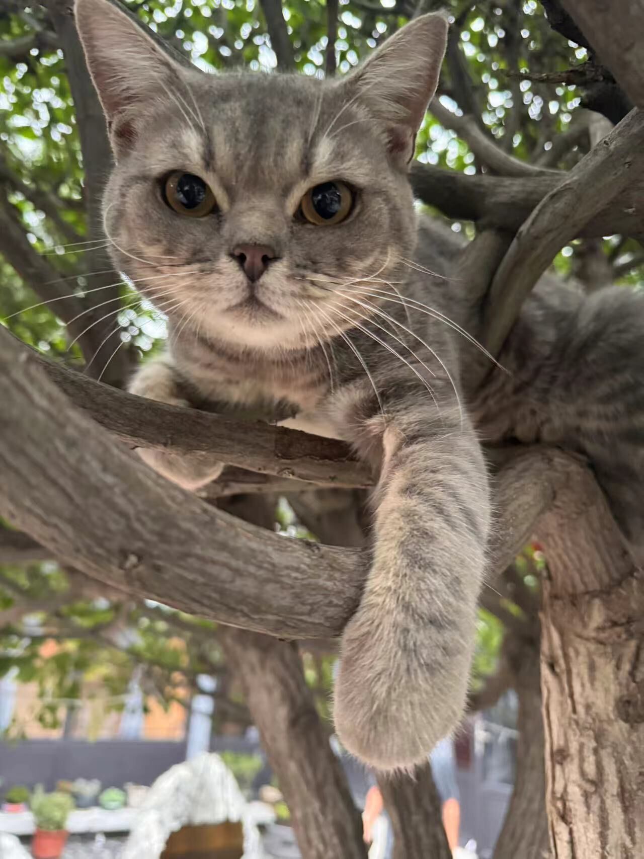 Foto - Yunju Hotel Beijing Yonghe Palace Guijie Siheyuan