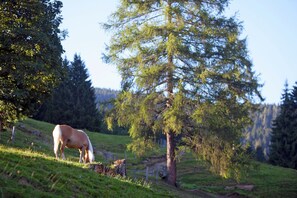 Property grounds - Apartment in Wagrain near Ski Slopes (Wagrain)