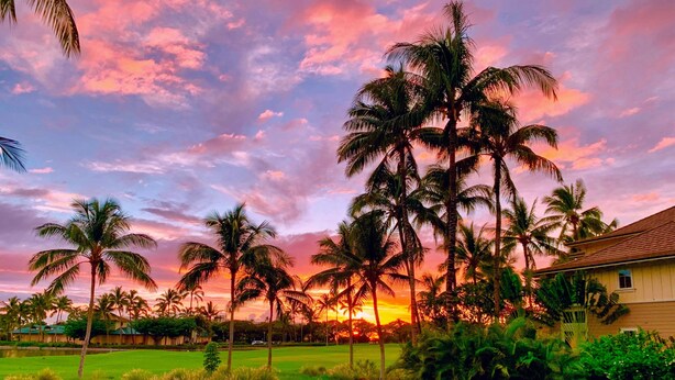 A pool area with palm trees and a sunset in the background.