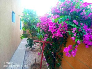 Stroll through this charming alleyway lined with a vibrant bougainvillea plant.