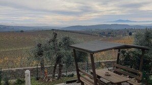 Ein Weinberg mit Reihen von Weinreben, die sich bis in die Ferne erstrecken, einer hölzernen Bank und einem Steinmähler.