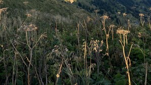 Un paysage montagneux, avec un ciel dégagé et des montagnes à l'horizon.