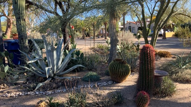 A desert garden with various cacti and succulents, a blue trash bin, and a road in the background.