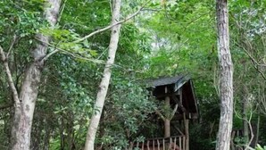 A wooden staircase leading to a wooden structure surrounded by trees.