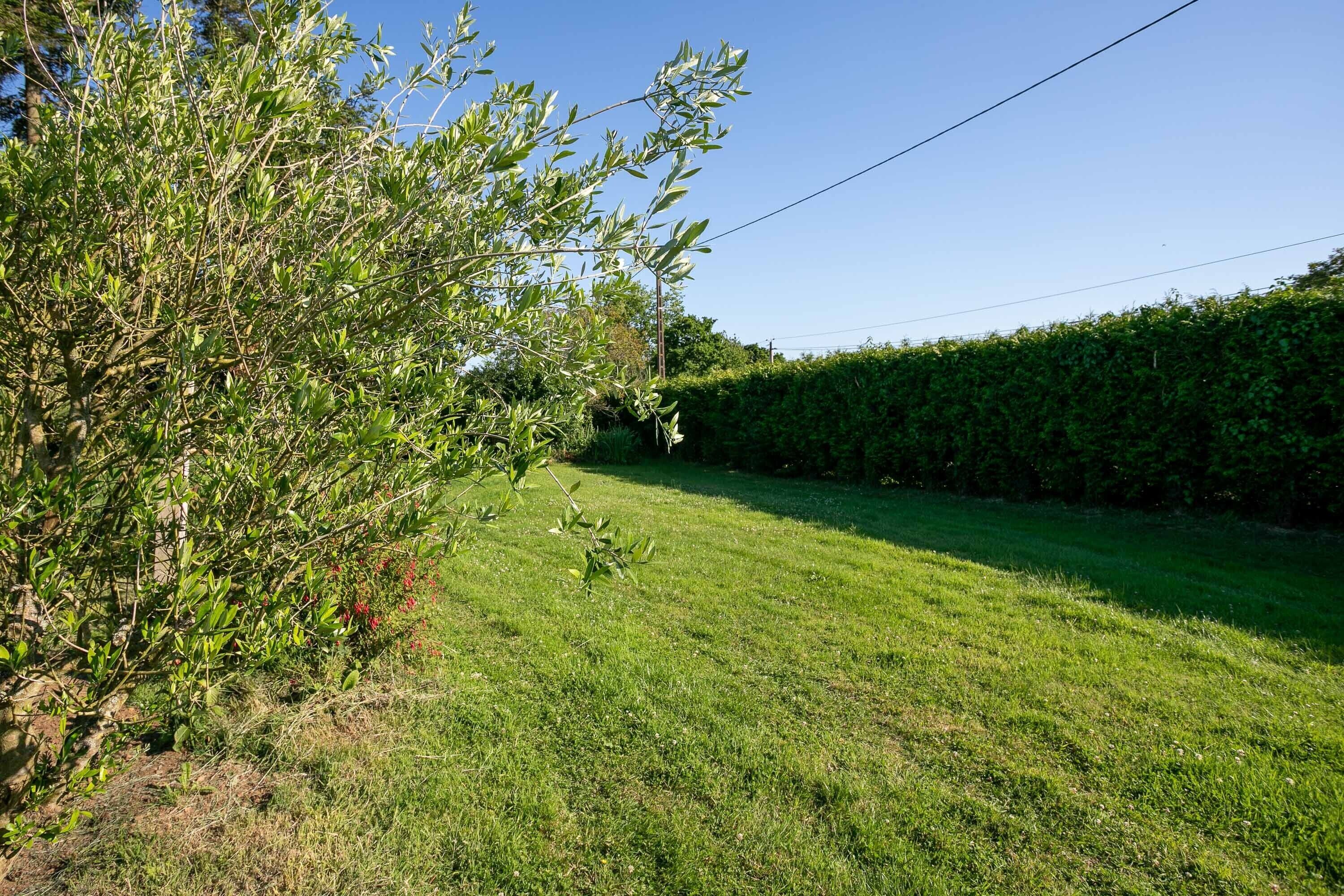 A grassy outdoor area with a hedge and a tree.