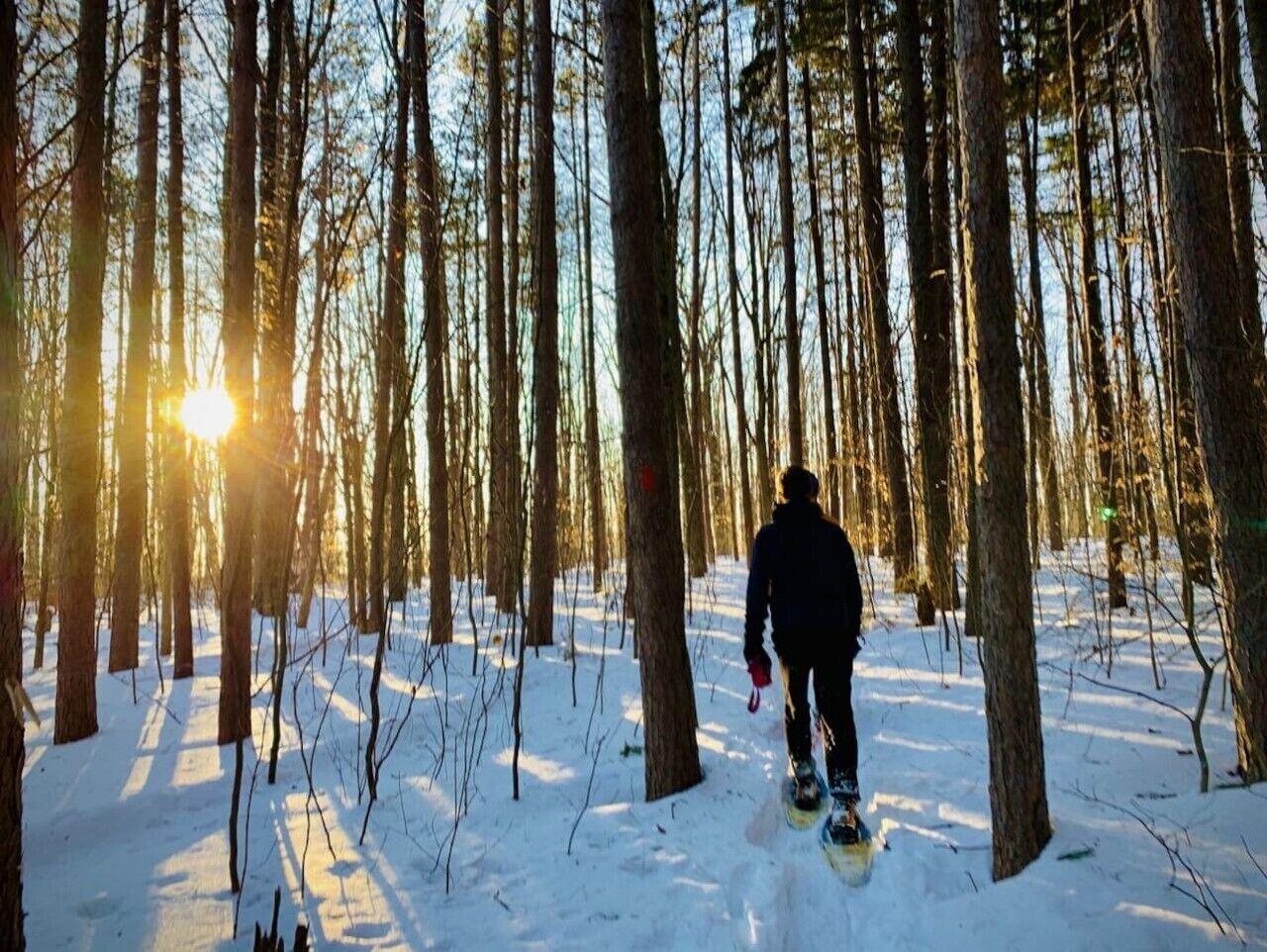 A person snowshoeing through a forest with tall trees and sunlight filtering through.