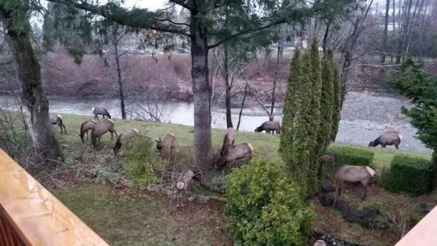 Une vue sur une rivière, avec plusieurs élans qui paissent au loin.