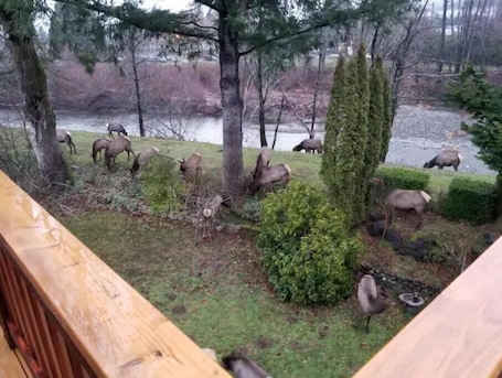Property grounds. South Fork River Retreat - Close to Downtown