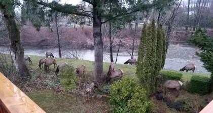 South Fork River Retreat - Close to Downtown