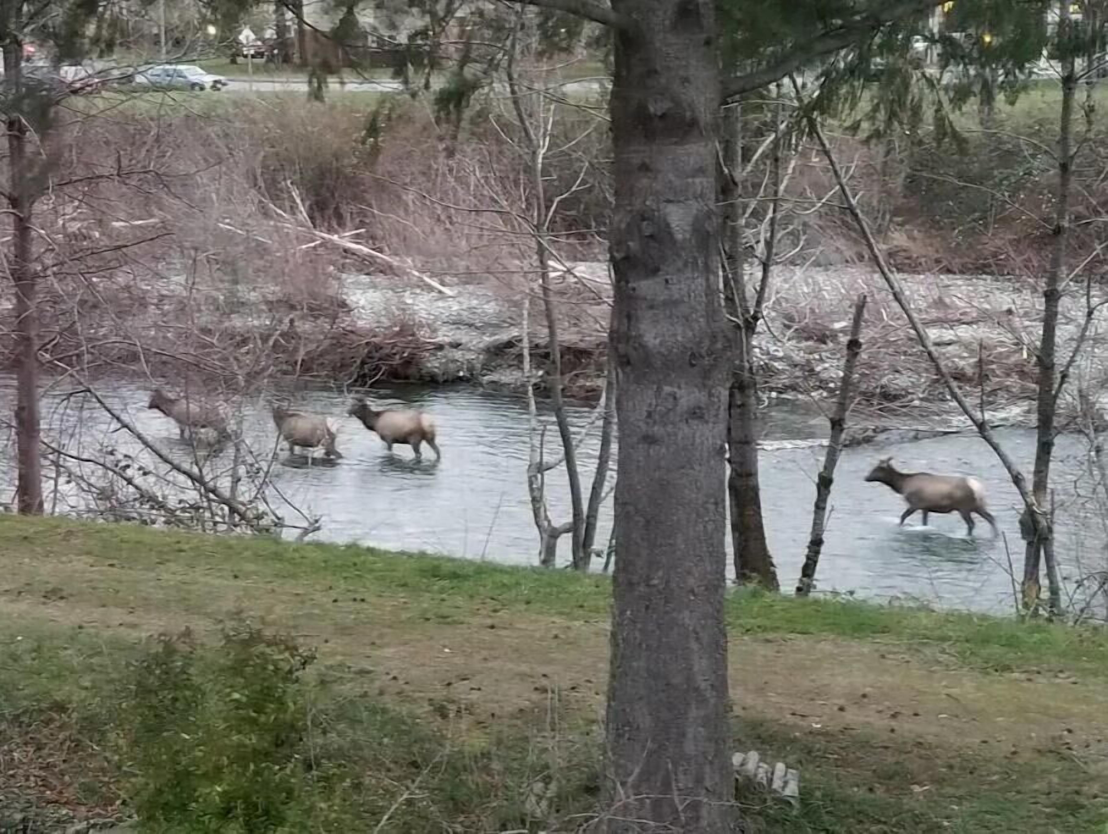 A river with elk crossing, surrounded by trees and a grassy area.