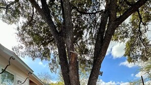 A house with a large tree in front, a well-maintained lawn, and a concrete pathway leading to the front door. - A Gem off of IH-10  (San Antonio)