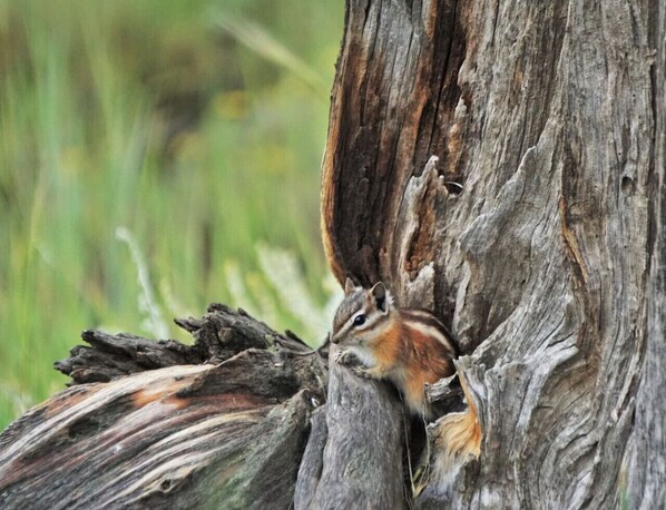 A chipmunk clinging to a tree trunk.