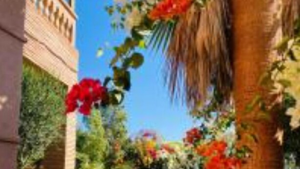 A poolside area with a brick building, palm trees, and a clear blue sky.