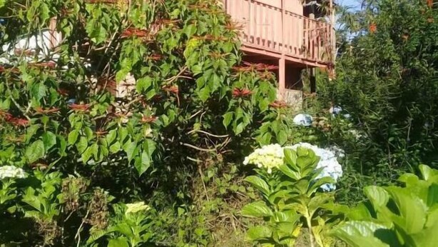 Unclassified image, 1 of 13, button - Finca Fuente De Vida (Esteli)