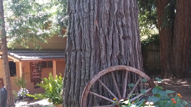 Entorno rústico al aire libre con un tronco de árbol grande, una rueda de carro de madera y un letrero de una tienda de antigüedades y muebles usados.