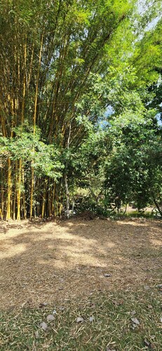 Cabañas para descanso Oso Perezoso 